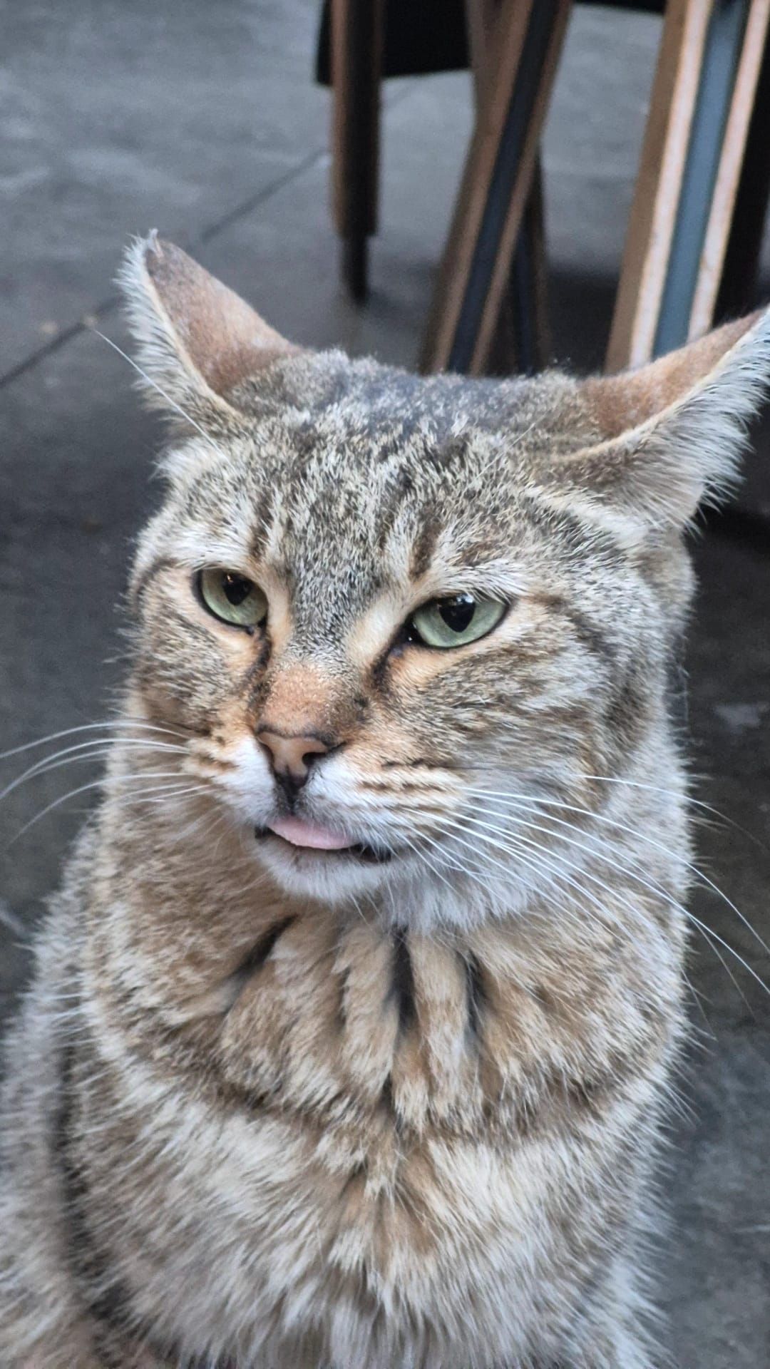 Dili dışarıda bir kedi