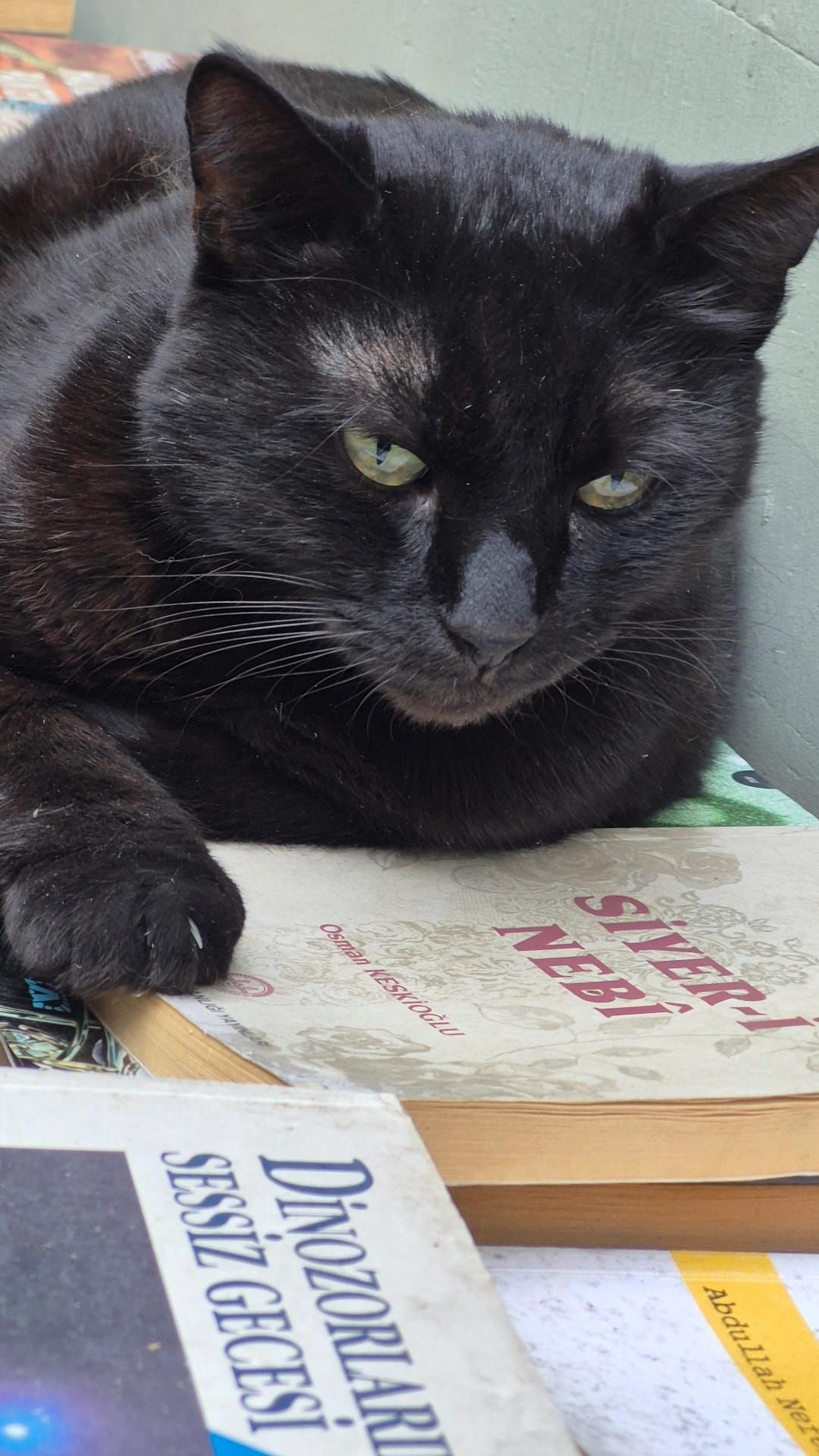 Kitap yığınının üstünde oturan, kameraya bakan ve bir patisini öne uzatan siyah bir kedi